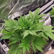 Exodus Cheese Auto 2