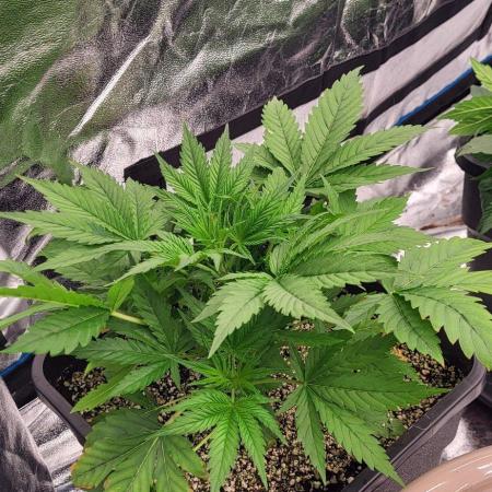 Exodus Cheese Auto 2