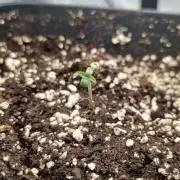 Exodus Cheese Auto 1