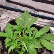 Mango Cherry Runtz
