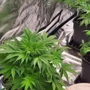 Exodus Cheese Auto 2