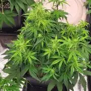 Thin mint x Sour Pinot auto