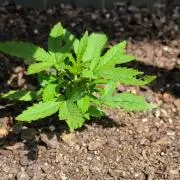 Amnesia Auto