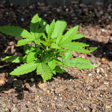 Amnesia Auto