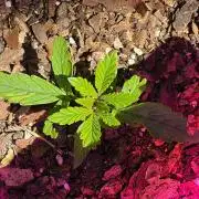 CannabaHut