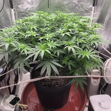 Bloom week 1