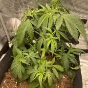 First time - fingers crossed!