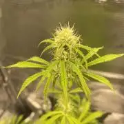 First time - fingers crossed!