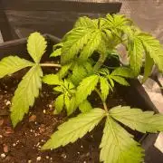 First time - fingers crossed!