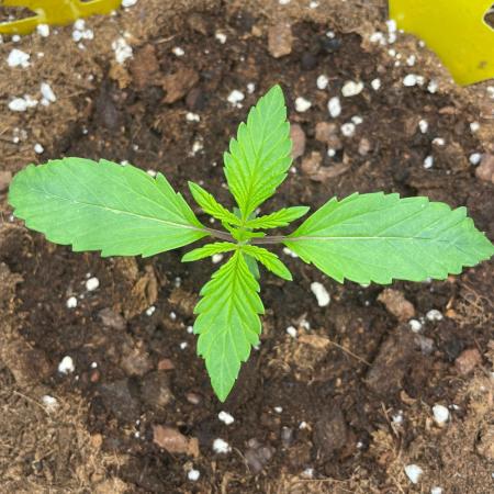 First time - fingers crossed!