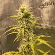 First time - fingers crossed!
