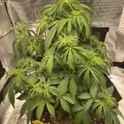 First time - fingers crossed!
