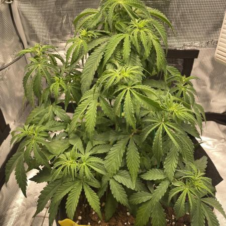 First time - fingers crossed!