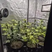 Mimosa x Orange Punch Auto run #2