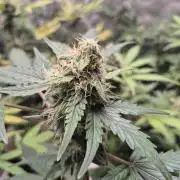Mimosa x Orange Punch Auto run #2