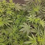 Electric Blueberry Cycle 1