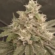 Electric Blueberry Cycle 1