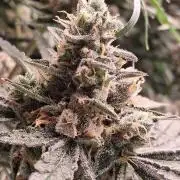 Electric Blueberry Cycle 1