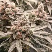 Electric Blueberry Cycle 1