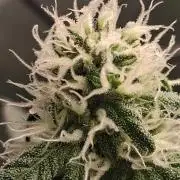 Electric Blueberry Cycle 1