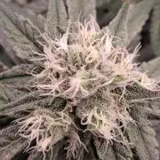 Electric Blueberry Cycle 1