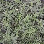 Electric Blueberry Cycle 1
