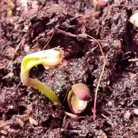 1st Grow With Dad