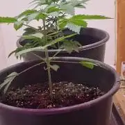1st Grow With Dad