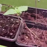 1st Grow With Dad