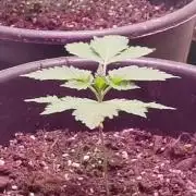 1st Grow With Dad