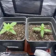Primer cultivo