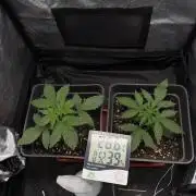 Primer cultivo