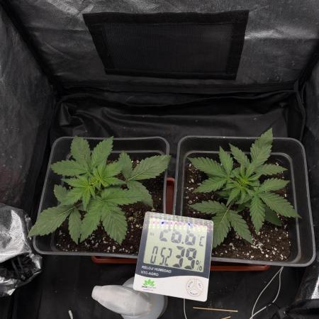 Primer cultivo