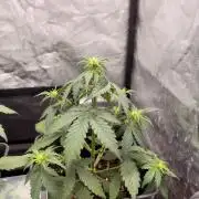 Primer cultivo