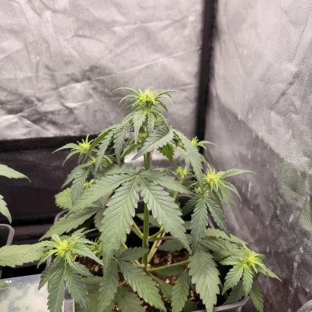 Primer cultivo