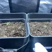 Primer cultivo