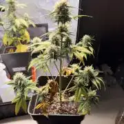 Primer cultivo