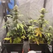 Primer cultivo