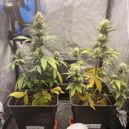 Primer cultivo