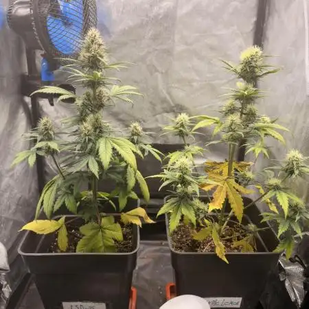 Primer cultivo
