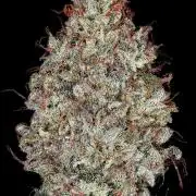 Kiwi (Garlic Lime VA x Royal Juicy)