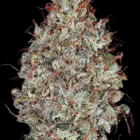 Kiwi (Garlic Lime VA x Royal Juicy)