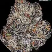 Private Breeds Showcase: Animal Diamondz
