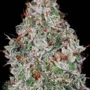 Balkh Afghani Landrace x Garlic Chem