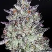Papaya (Bloom cut) x Perfect Ghost