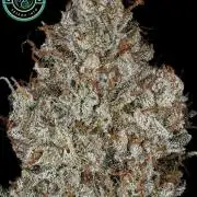 Triangle Kush x Double Pure Kush #21