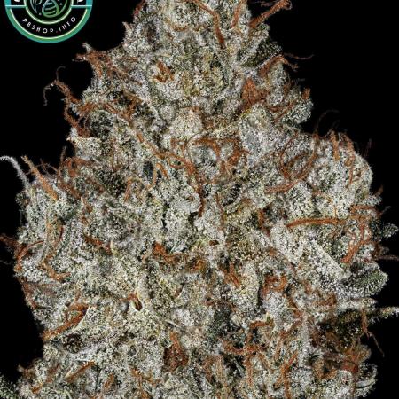 Triangle Kush x Double Pure Kush #21