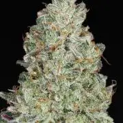 Cali-O bx1 x (Chem D x Tangie F2)
