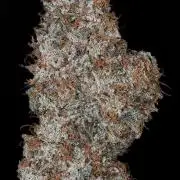 (Limepop Kush x Sky Jaro) x 87 Limepop