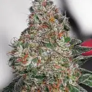 Private Breeds Showcase: Skylimes